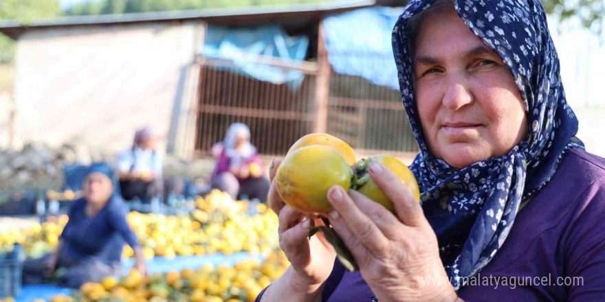 Yaş hurma 20, kurusu 200 lira