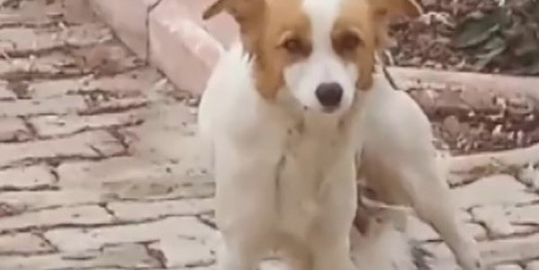 Yavru kediyi ‘Çiko’ isimli depremzede köpek emziriyor