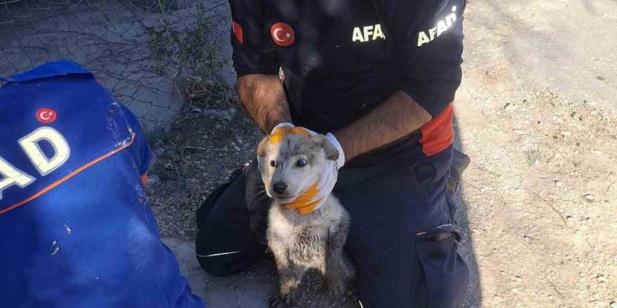 Yavru köpek 4 metrelik çukurdan çıkarıldı