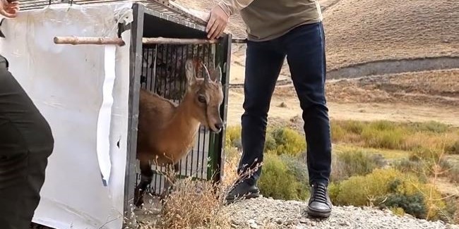 Yavru yaban keçisi ailesine kavuştu