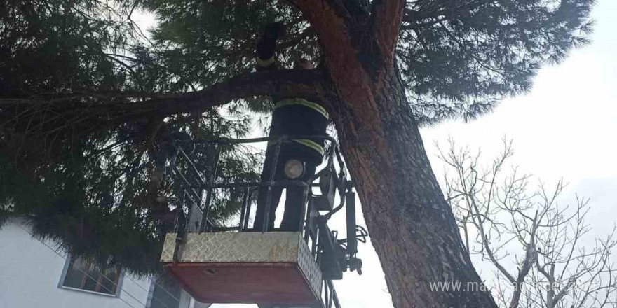 Yayladağı’nda ağaçta mahsur kalan kediyi itfaiye kurtardı