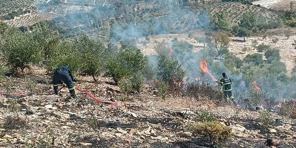 Yayladağı’nda zeytinlik yangını