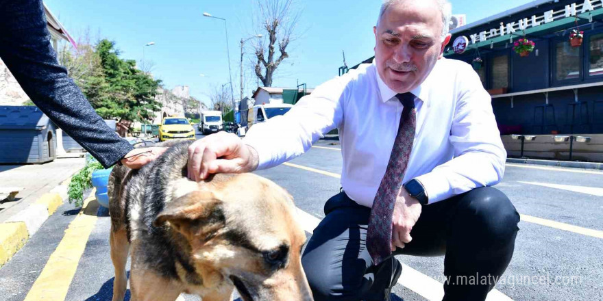 Yedikule Hayvan Barınağı yeniden inşa ediliyor