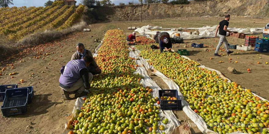 Yeşilken toplanıyor, renk alınca satışa sunuluyor