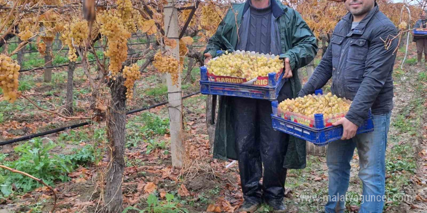 Yılbaşı üzümleri yola çıktı