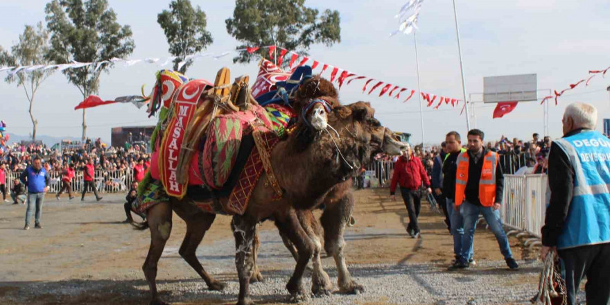 Yılın ilk deve güreşi İncirliova’da yapıldı