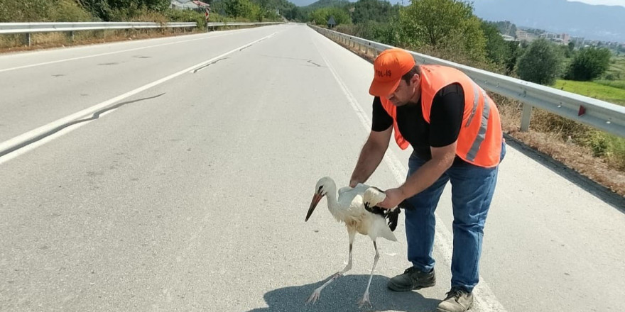 Yol kenarında yaralı halde bulunan leylek tedavi altına alındı