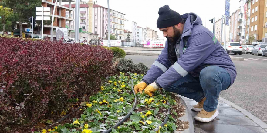 Yozgat Belediyesi 20 bin menekşeyi toprakla buluşturdu