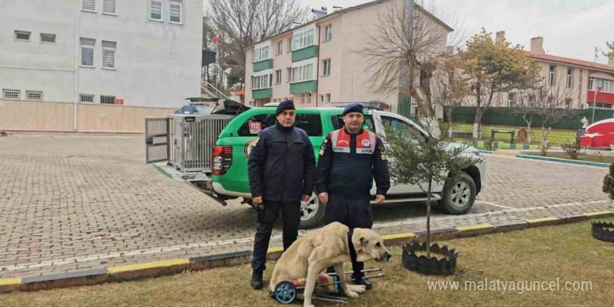 Yozgat Jandarması, yaralı köpek için yürüteç yaptı