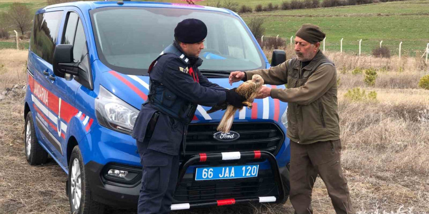 Yozgat’ta jandarmanın bulduğu yaralı kızıl şahin tedaviye alındı