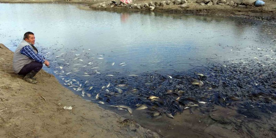 Yozgat’ta sulama barajında toplu balık ölümleri yaşandı