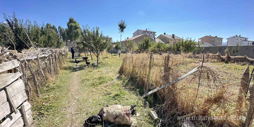 Yüksekova’da başıboş köpekler koyunlara saldırdı