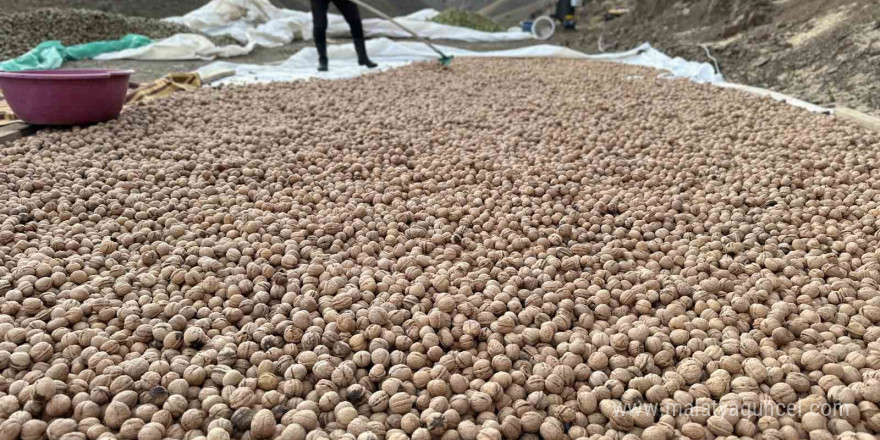 Yüksekova’da ceviz hasadı başladı