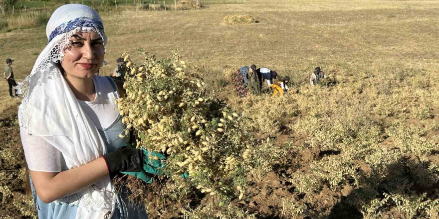 Yüksekova’da kadınlar elleriyle nohut hasadı yaptı