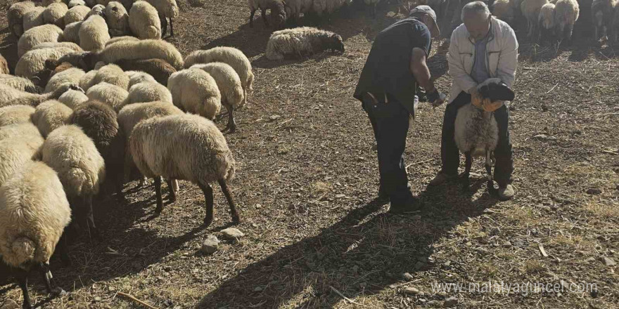 Yüksekova’da küçükbaş hayvanlara aşılama ve küpeleme çalışması