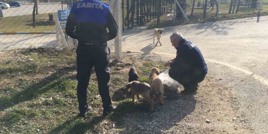 Zabıta ekipleri, sokak hayvanlarını besledi