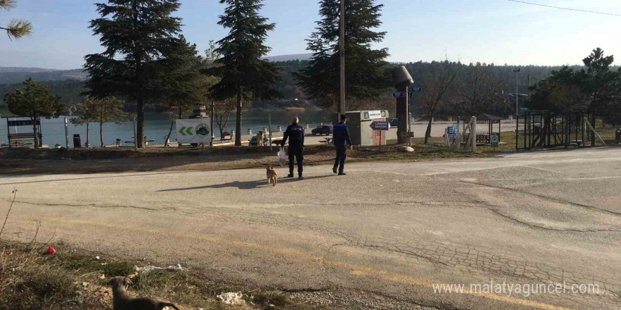 Zabıta ekipleri, sokak hayvanlarını besledi