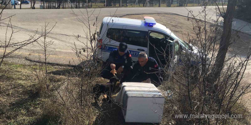 Zabıta ekipleri, sokak hayvanlarını besledi