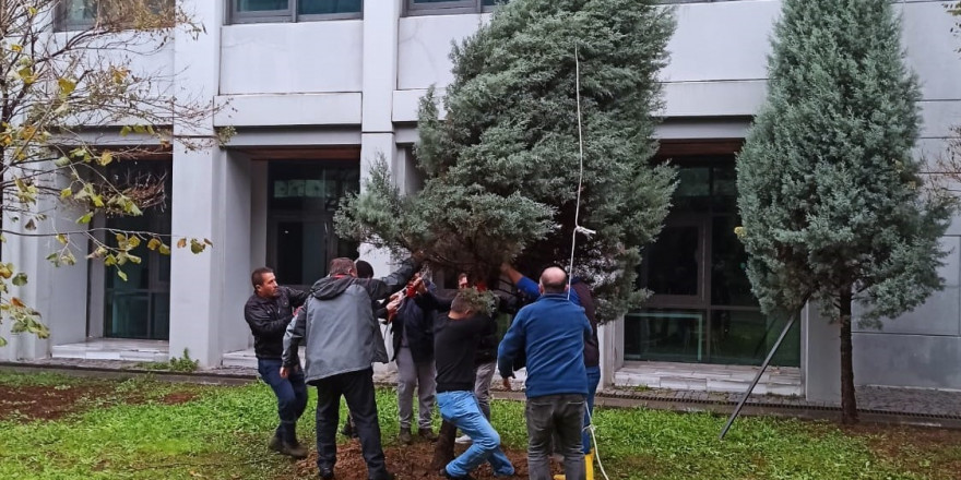 ZBEÜ’de Fırtınada Zarar Gören 68 Ağaca Destek Yapıldı