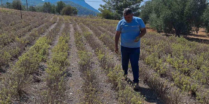 Zerdaçal üretimi Ortaca’da gelişiyor