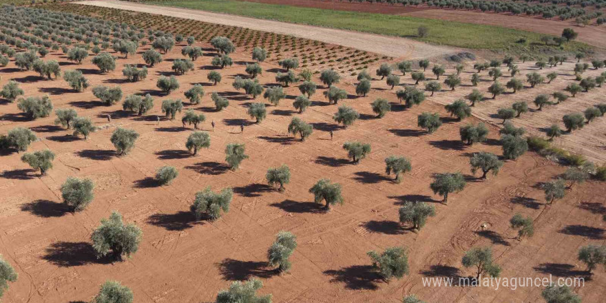 Zeytin bahçelerine jandarma koruması