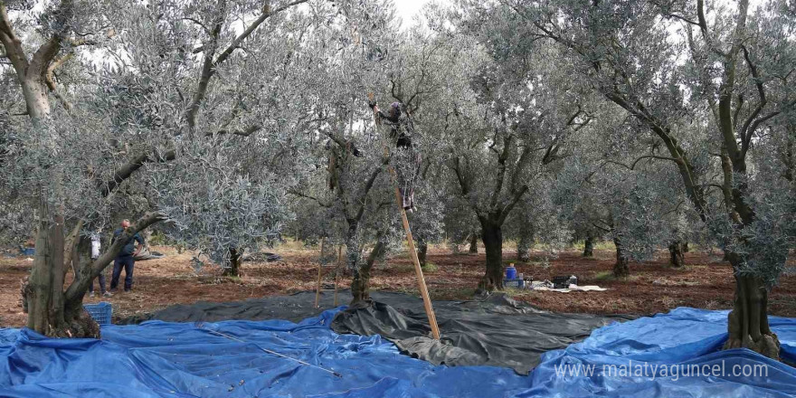 Zeytin bol piyasalar beklemede...