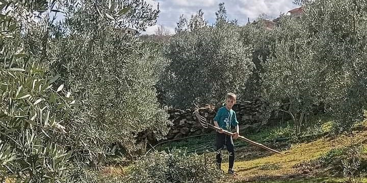 Zeytin budaması ve ilaçlaması devam ediyor