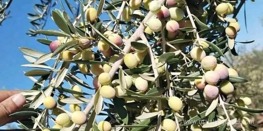 Zeytin üreticisi destek bekliyor