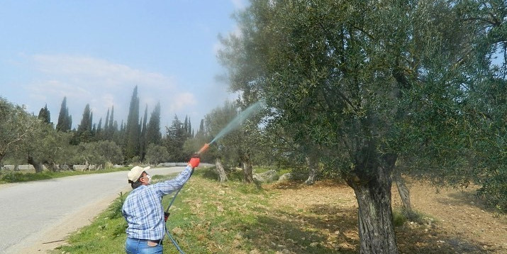 Zeytinde Halkalı Leke Hastalığı riski yüksek seviyeye ulaştı