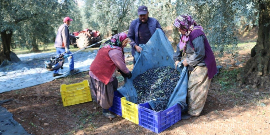 Zeytinyağı ihracatı hızlı gidiyor, ABD’ye ihracat 5 katına ulaştı