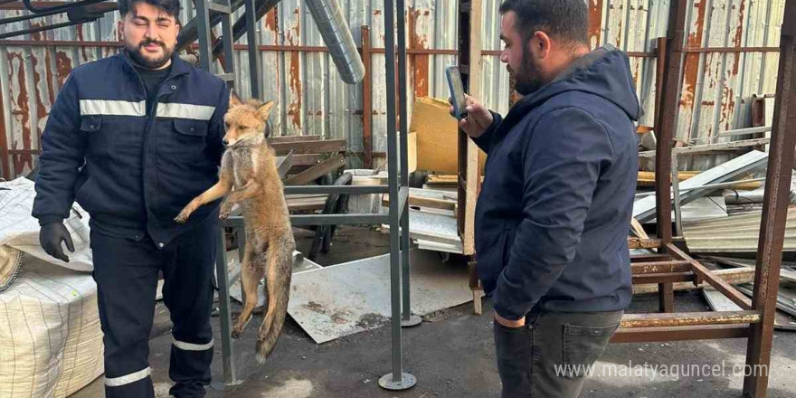 Zonguldak’ta köpeklerin saldırısına uğrayan tilkinin imdadına ekipler yetişti